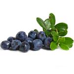 bilberry